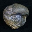 Bumpy, Enrolled Barrandeops (Phacops) Trilobite #10596-2